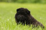 CHOW CHOW 534